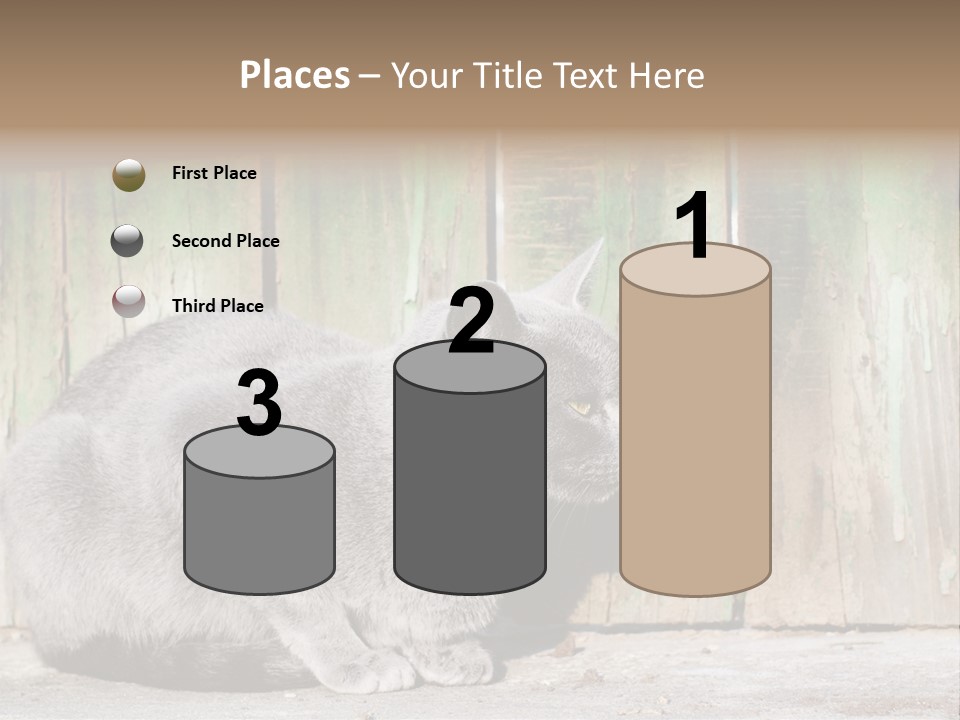 A Gray Cat Is Standing In Front Of A Wooden Fence PowerPoint Template
