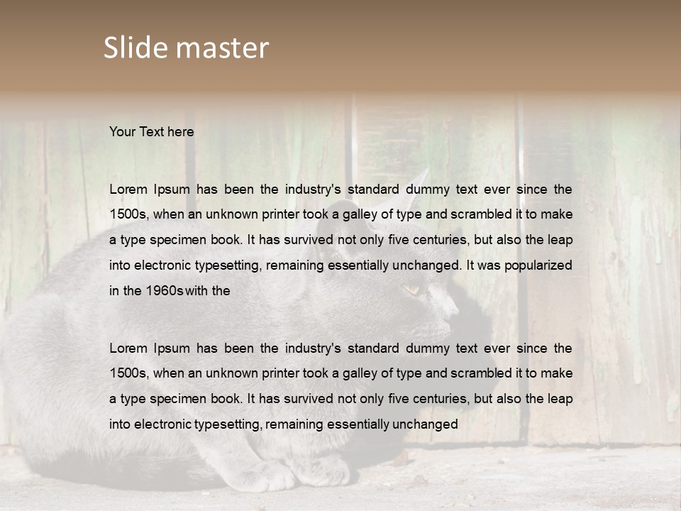 A Gray Cat Is Standing In Front Of A Wooden Fence PowerPoint Template