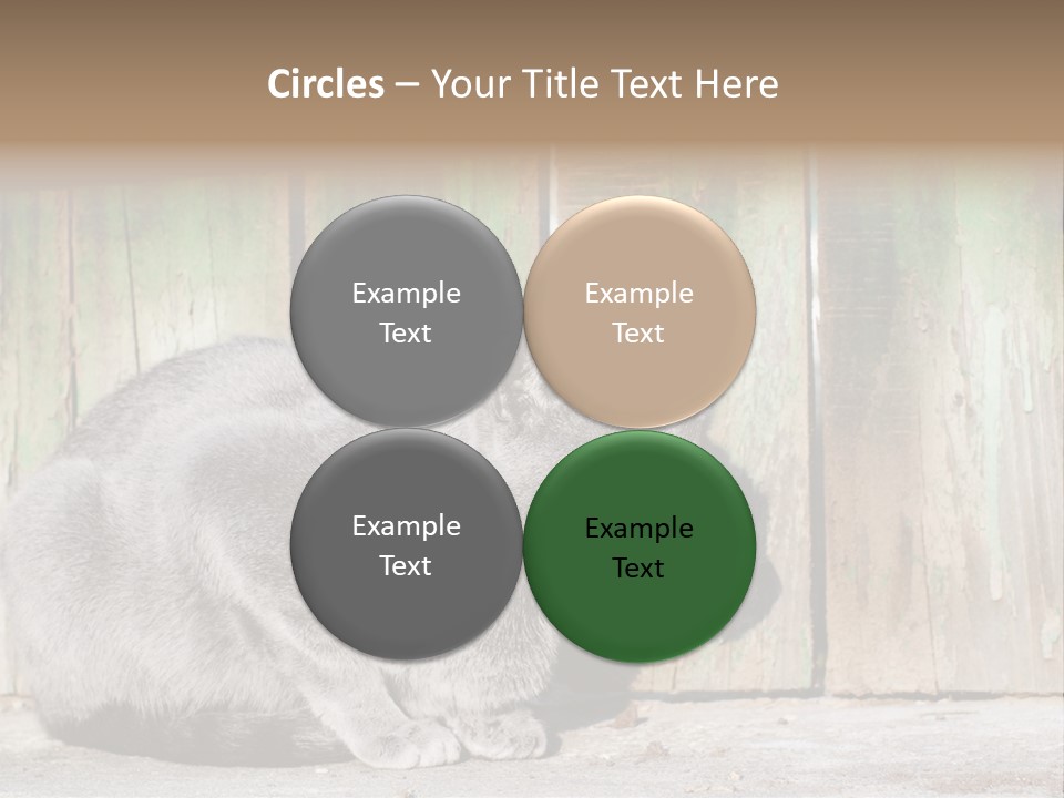A Gray Cat Is Standing In Front Of A Wooden Fence PowerPoint Template