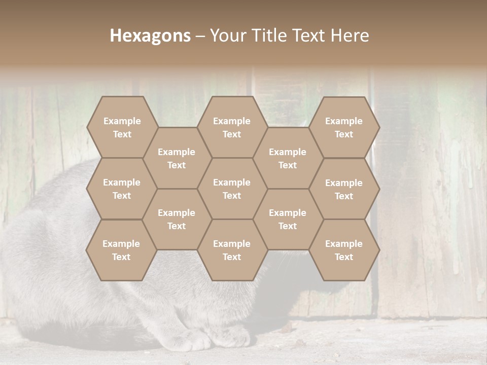 A Gray Cat Is Standing In Front Of A Wooden Fence PowerPoint Template