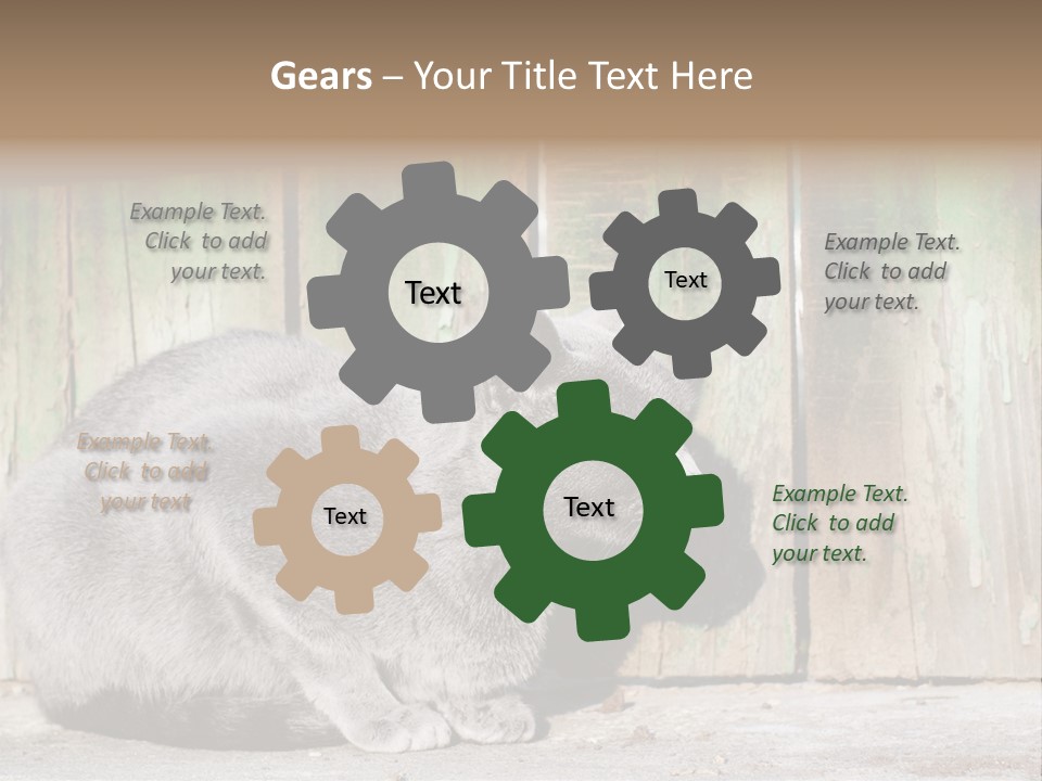 A Gray Cat Is Standing In Front Of A Wooden Fence PowerPoint Template