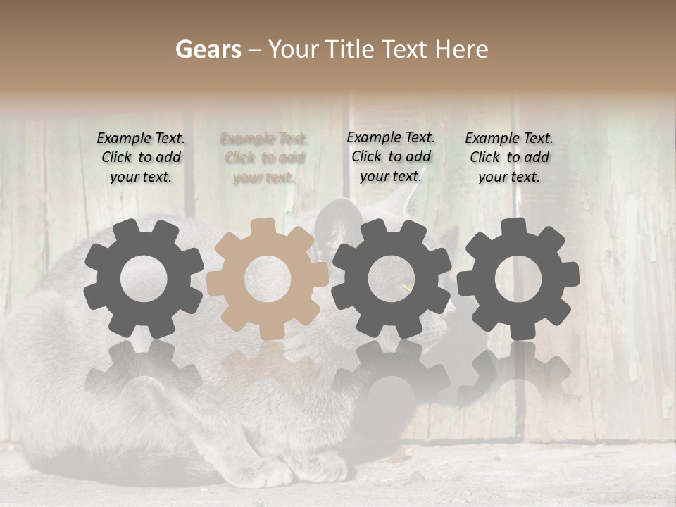 A Gray Cat Is Standing In Front Of A Wooden Fence PowerPoint Template