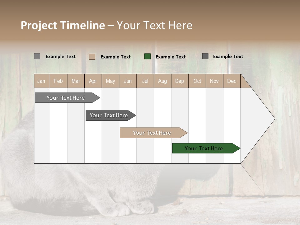A Gray Cat Is Standing In Front Of A Wooden Fence PowerPoint Template