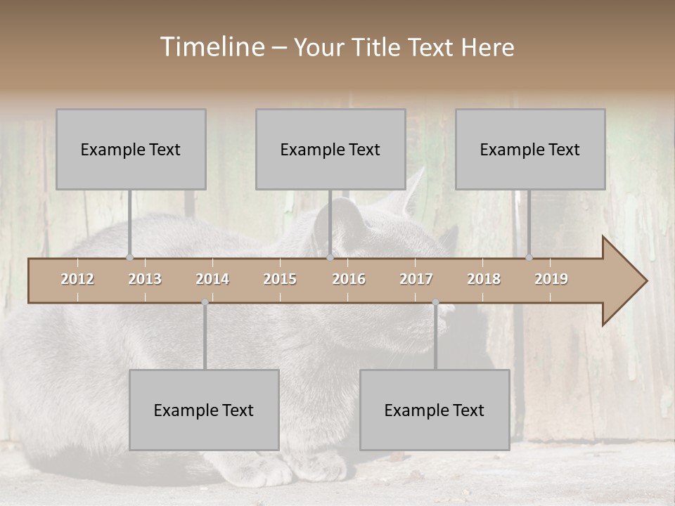A Gray Cat Is Standing In Front Of A Wooden Fence PowerPoint Template