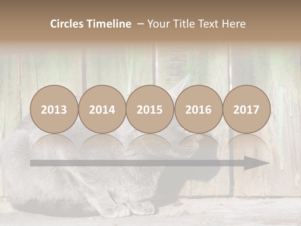 A Gray Cat Is Standing In Front Of A Wooden Fence PowerPoint Template