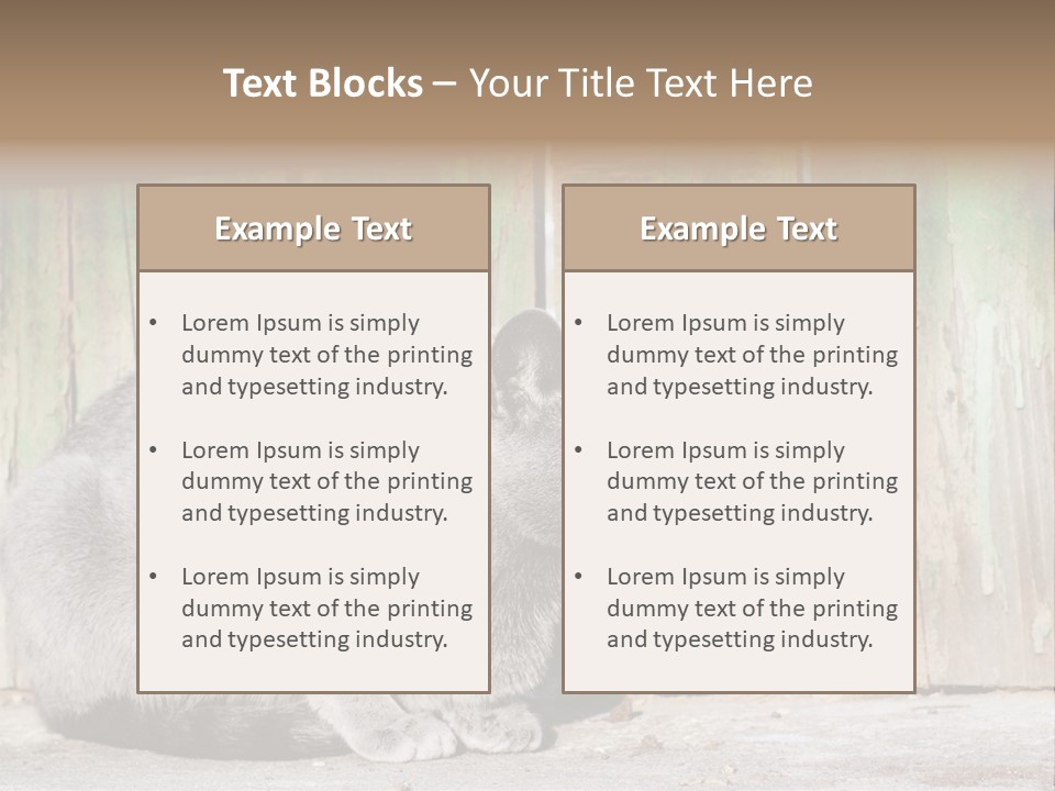 A Gray Cat Is Standing In Front Of A Wooden Fence PowerPoint Template
