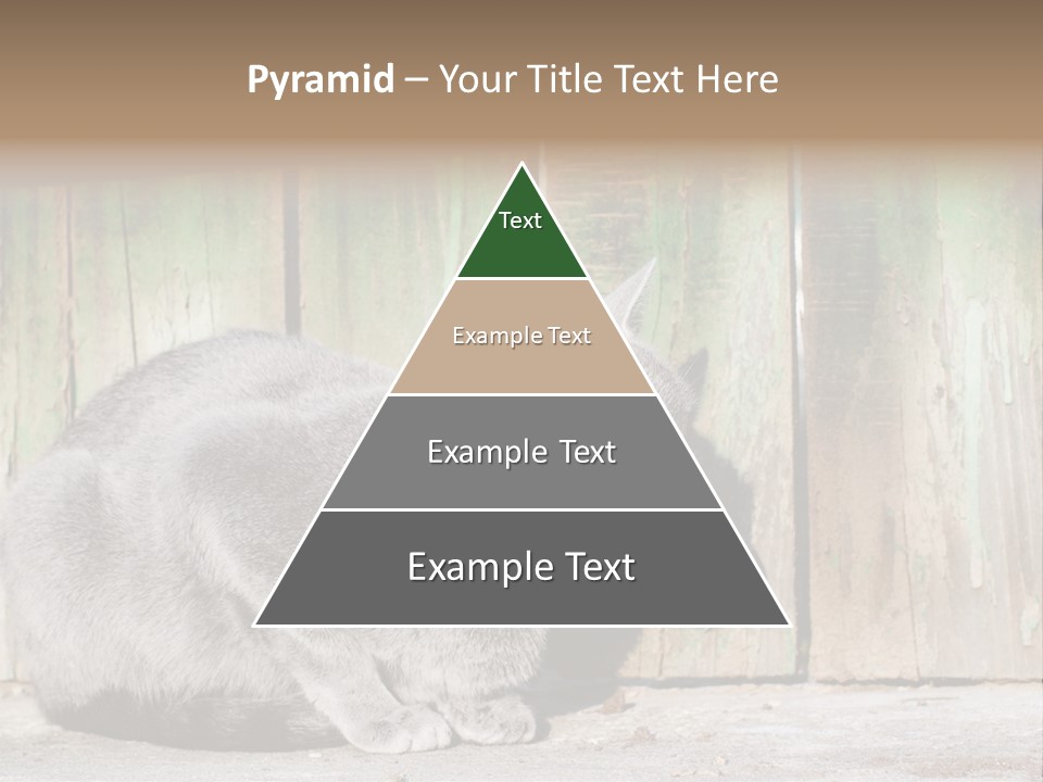 A Gray Cat Is Standing In Front Of A Wooden Fence PowerPoint Template