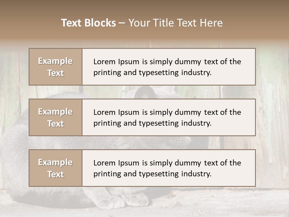 A Gray Cat Is Standing In Front Of A Wooden Fence PowerPoint Template