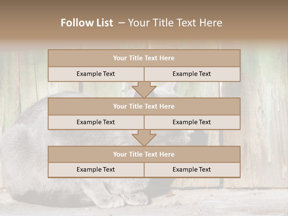 A Gray Cat Is Standing In Front Of A Wooden Fence PowerPoint Template