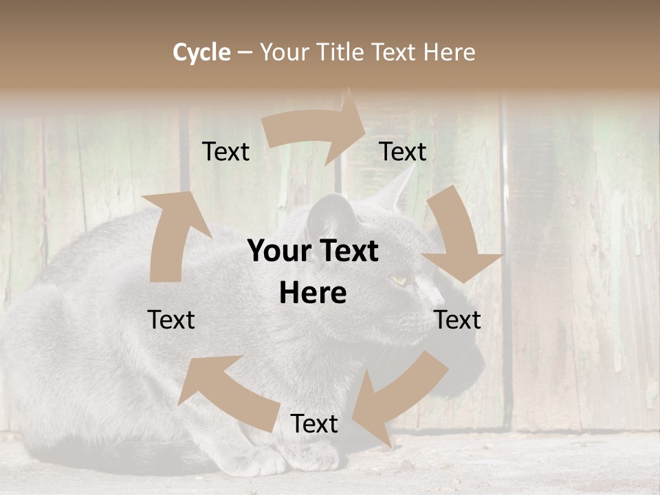 A Gray Cat Is Standing In Front Of A Wooden Fence PowerPoint Template