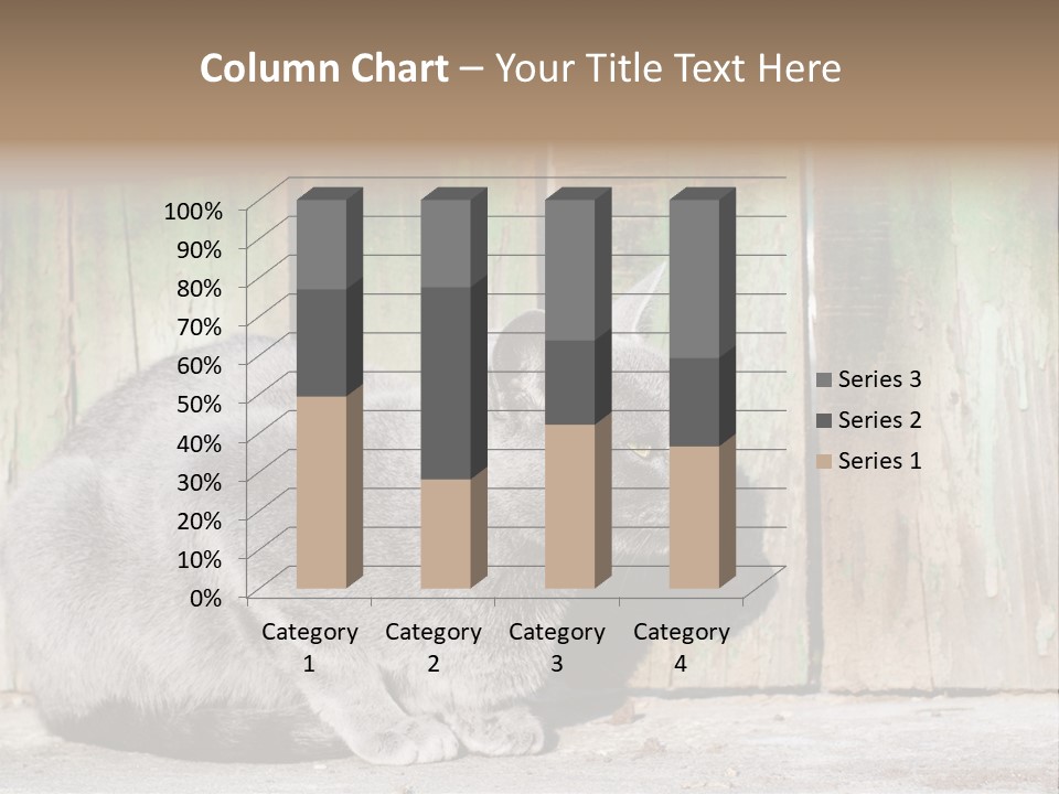 A Gray Cat Is Standing In Front Of A Wooden Fence PowerPoint Template