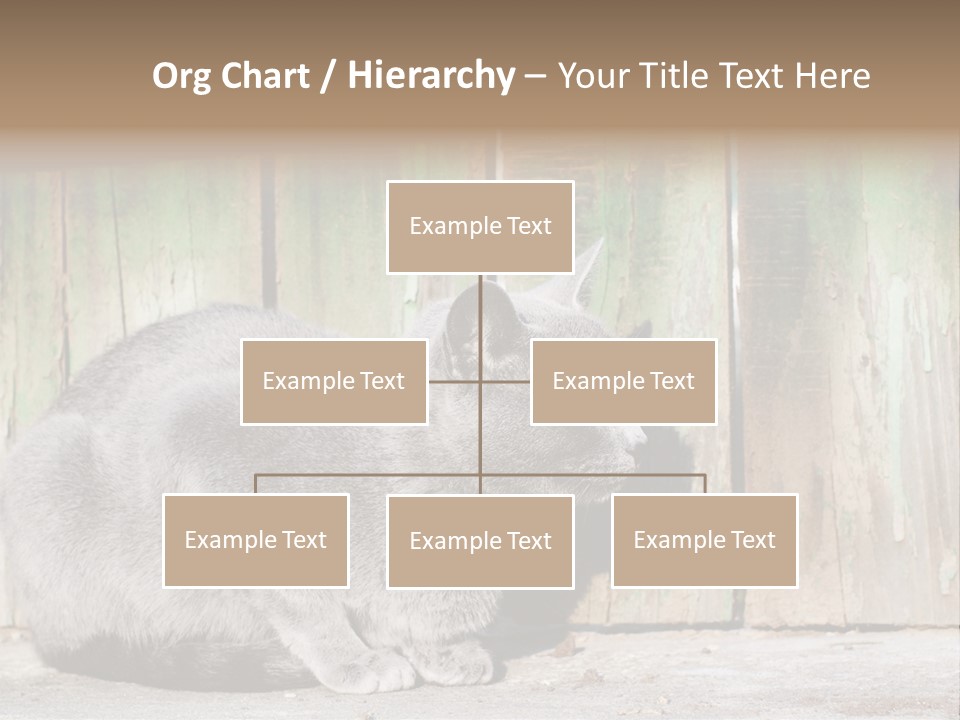 A Gray Cat Is Standing In Front Of A Wooden Fence PowerPoint Template