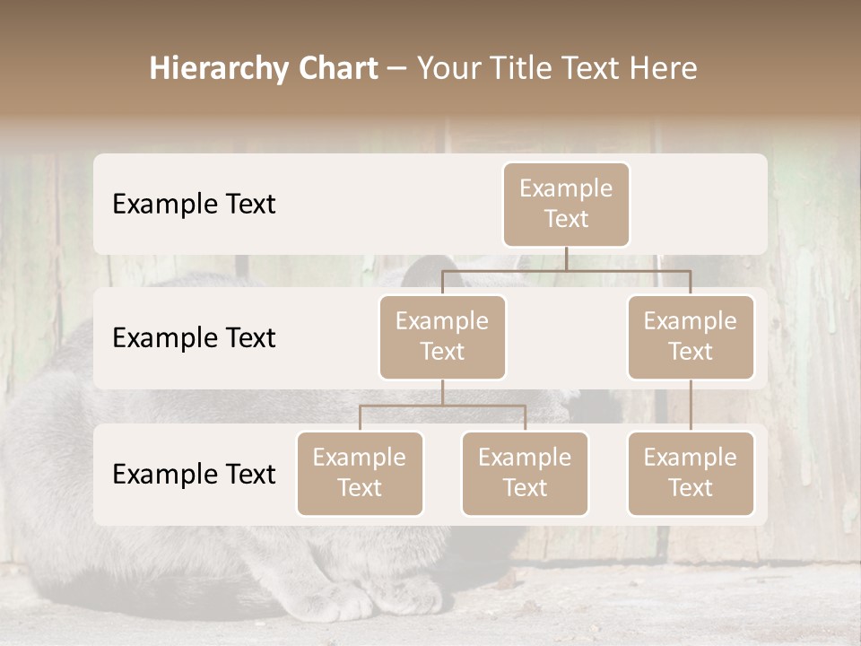 A Gray Cat Is Standing In Front Of A Wooden Fence PowerPoint Template