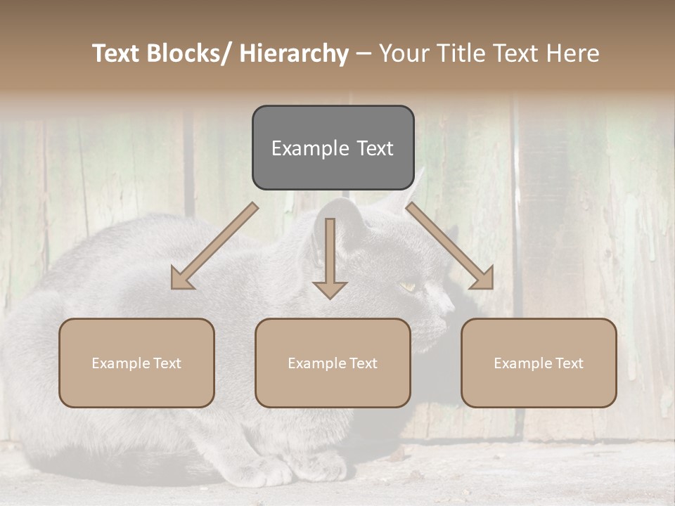 A Gray Cat Is Standing In Front Of A Wooden Fence PowerPoint Template