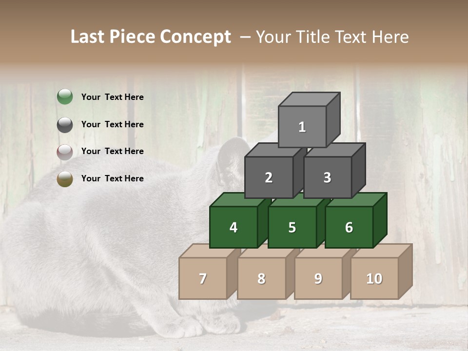 A Gray Cat Is Standing In Front Of A Wooden Fence PowerPoint Template