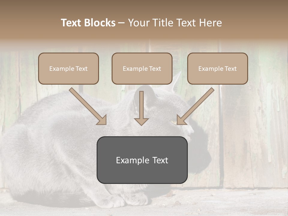 A Gray Cat Is Standing In Front Of A Wooden Fence PowerPoint Template