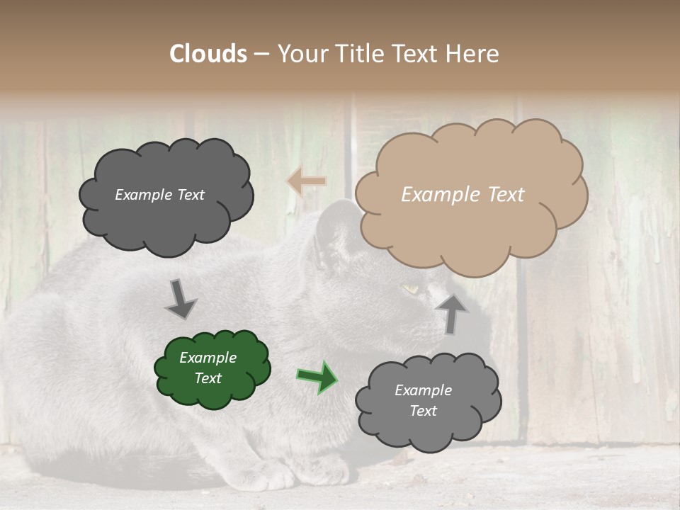 A Gray Cat Is Standing In Front Of A Wooden Fence PowerPoint Template