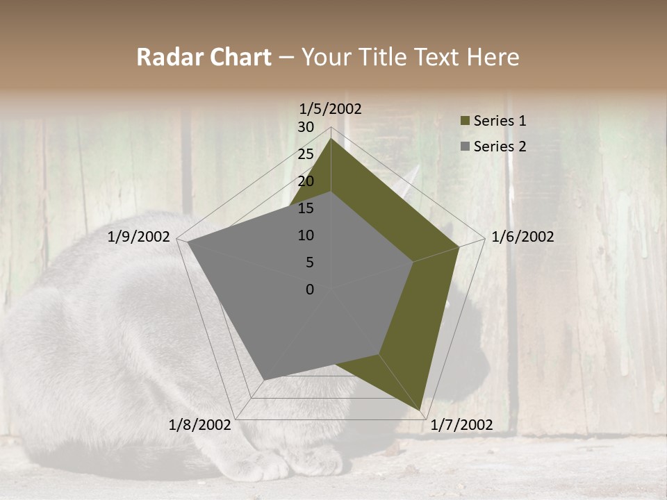 A Gray Cat Is Standing In Front Of A Wooden Fence PowerPoint Template
