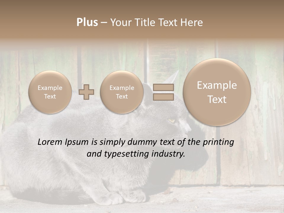 A Gray Cat Is Standing In Front Of A Wooden Fence PowerPoint Template