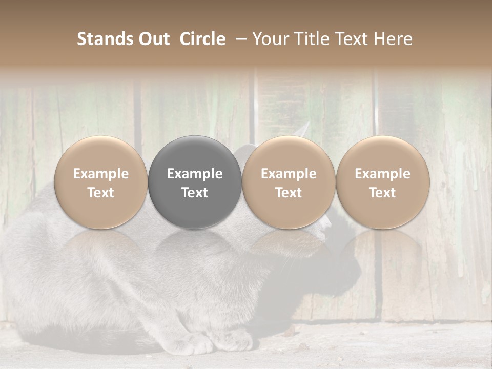 A Gray Cat Is Standing In Front Of A Wooden Fence PowerPoint Template