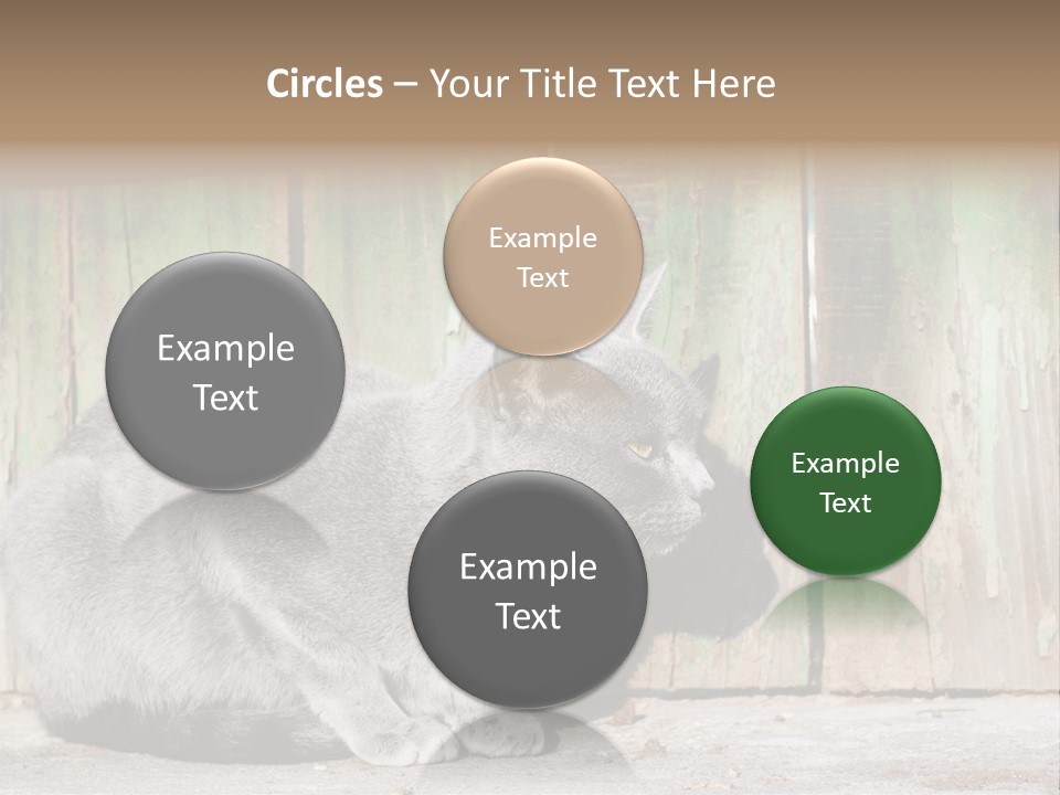 A Gray Cat Is Standing In Front Of A Wooden Fence PowerPoint Template