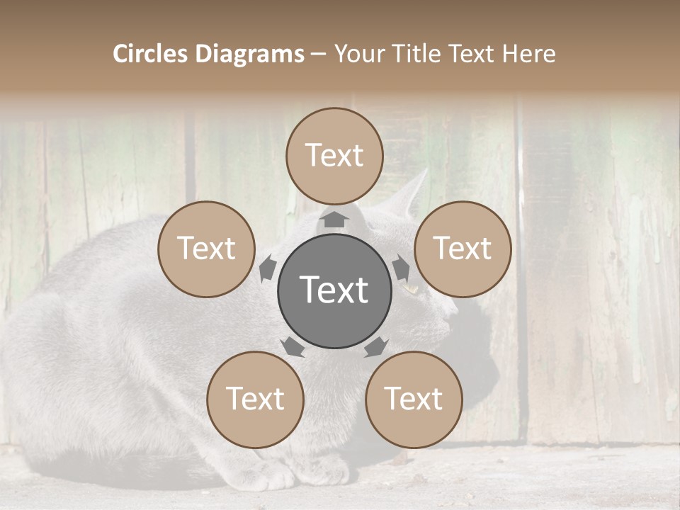 A Gray Cat Is Standing In Front Of A Wooden Fence PowerPoint Template