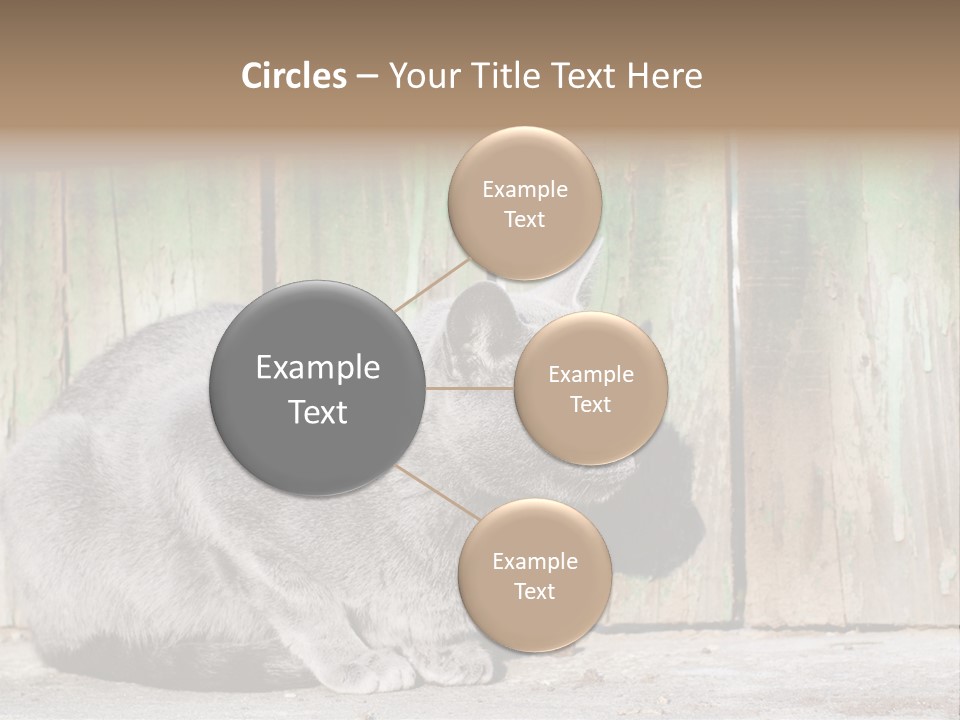 A Gray Cat Is Standing In Front Of A Wooden Fence PowerPoint Template