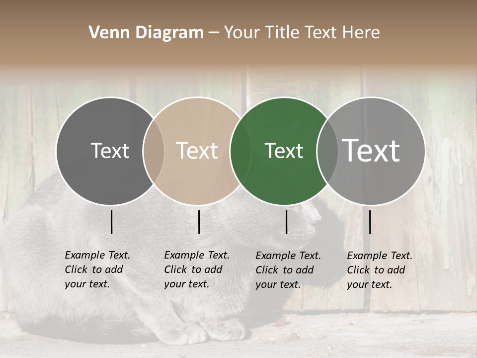 A Gray Cat Is Standing In Front Of A Wooden Fence PowerPoint Template