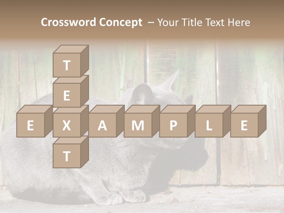 A Gray Cat Is Standing In Front Of A Wooden Fence PowerPoint Template