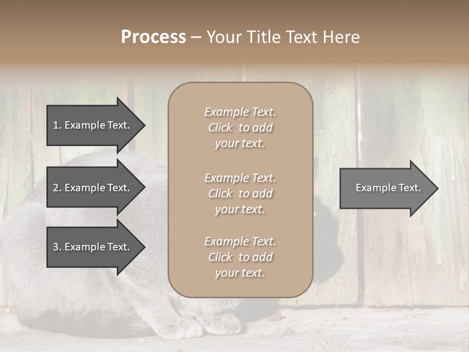 A Gray Cat Is Standing In Front Of A Wooden Fence PowerPoint Template
