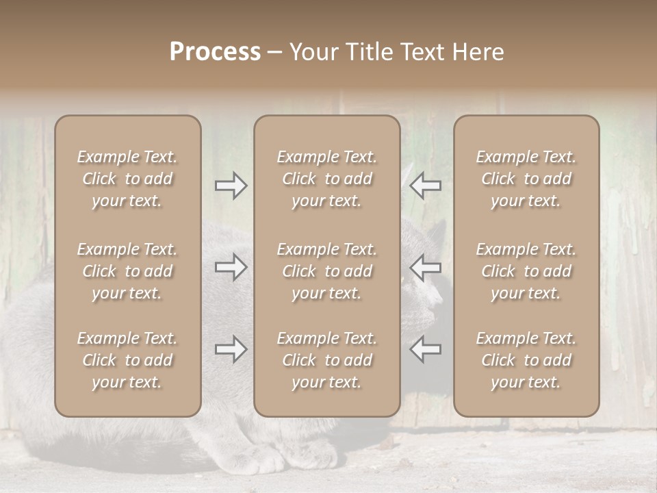 A Gray Cat Is Standing In Front Of A Wooden Fence PowerPoint Template