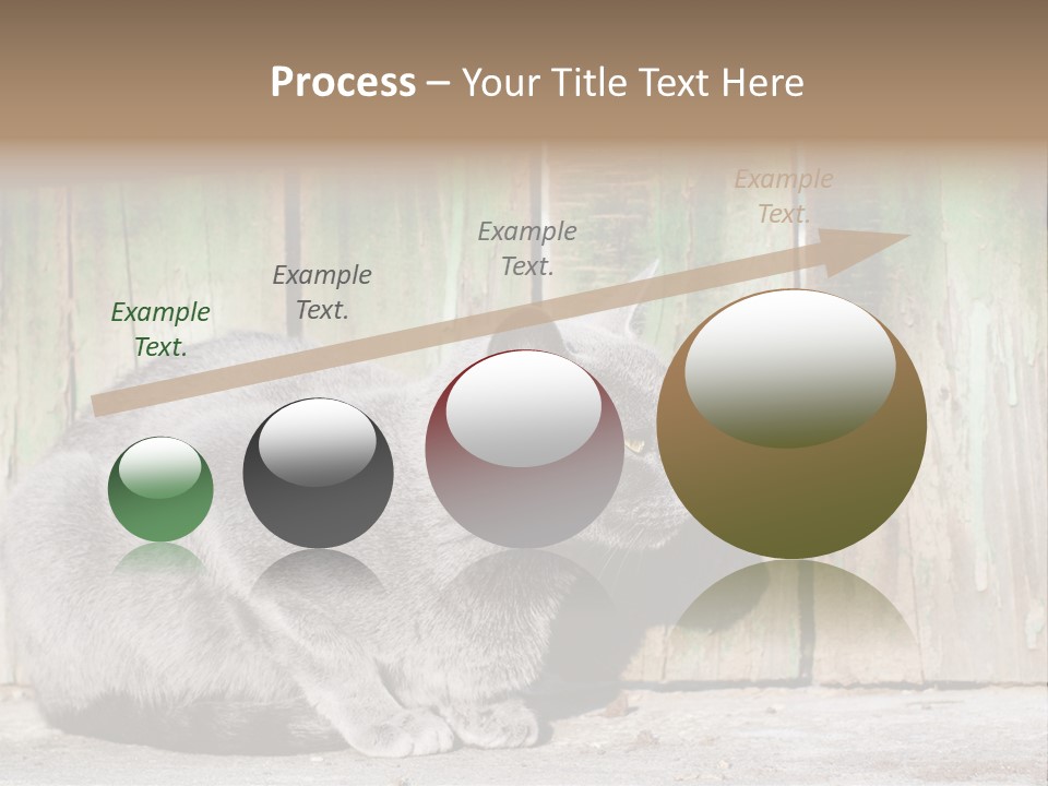 A Gray Cat Is Standing In Front Of A Wooden Fence PowerPoint Template