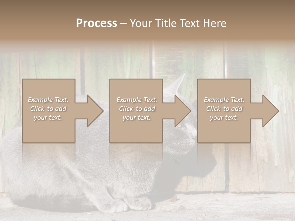 A Gray Cat Is Standing In Front Of A Wooden Fence PowerPoint Template