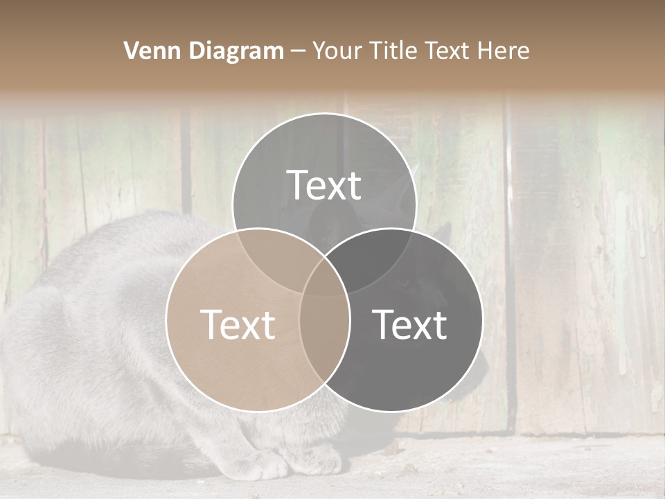 A Gray Cat Is Standing In Front Of A Wooden Fence PowerPoint Template