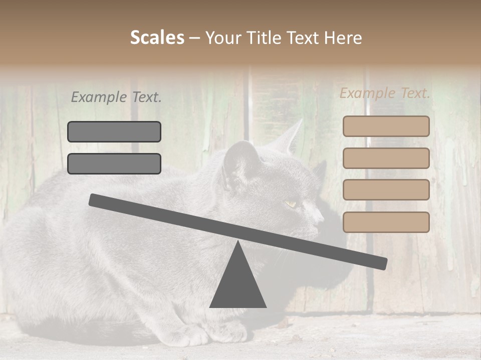 A Gray Cat Is Standing In Front Of A Wooden Fence PowerPoint Template