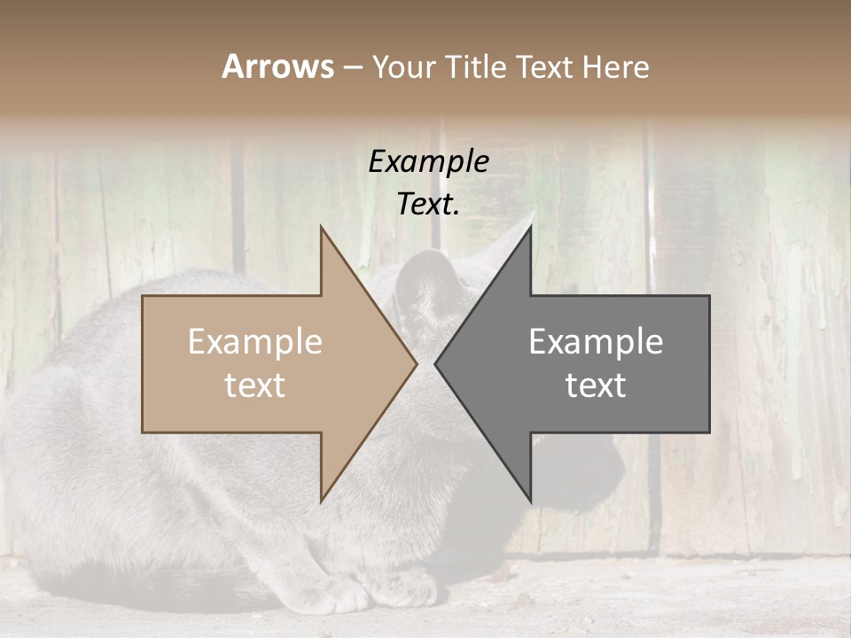 A Gray Cat Is Standing In Front Of A Wooden Fence PowerPoint Template