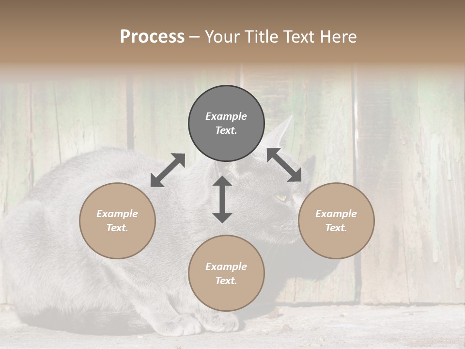 A Gray Cat Is Standing In Front Of A Wooden Fence PowerPoint Template