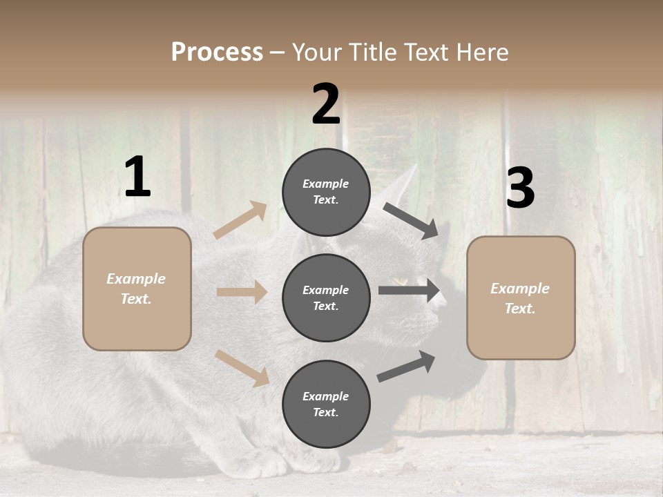 A Gray Cat Is Standing In Front Of A Wooden Fence PowerPoint Template