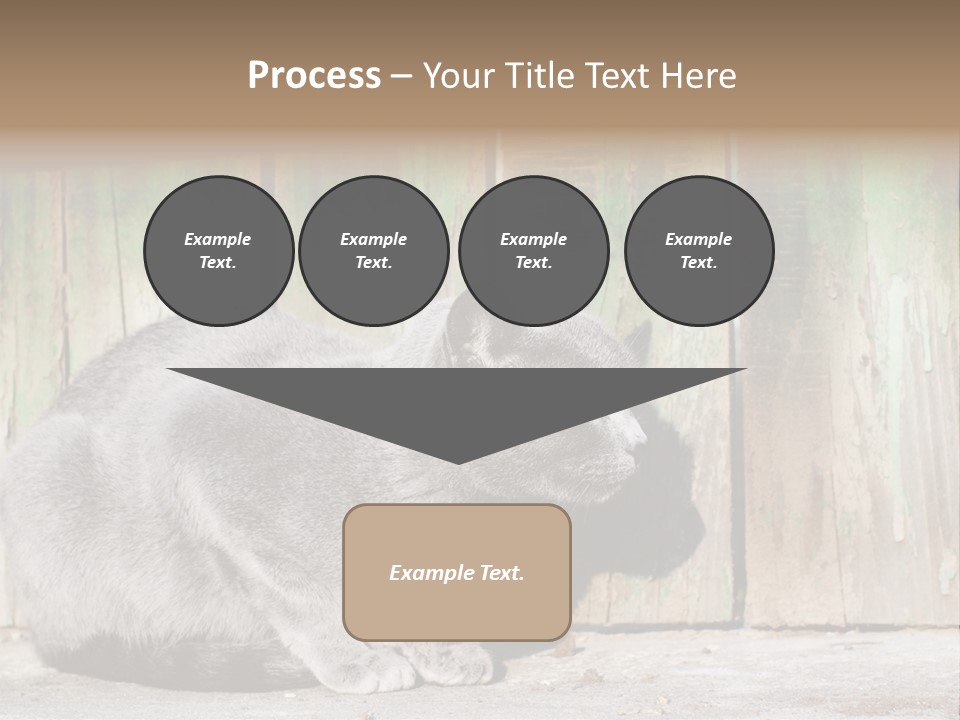 A Gray Cat Is Standing In Front Of A Wooden Fence PowerPoint Template