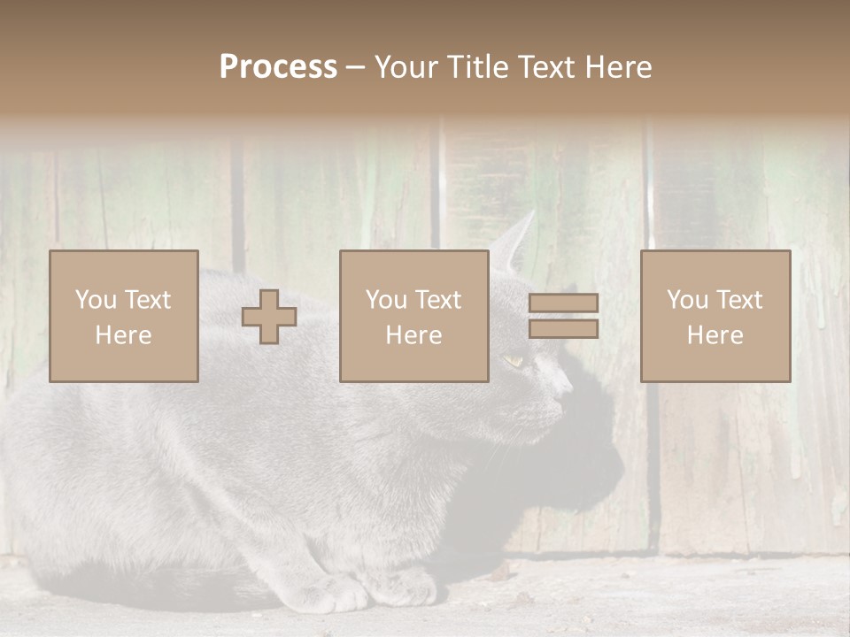 A Gray Cat Is Standing In Front Of A Wooden Fence PowerPoint Template