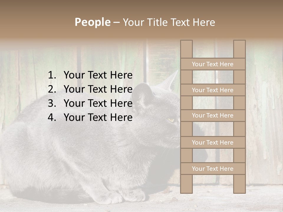 A Gray Cat Is Standing In Front Of A Wooden Fence PowerPoint Template