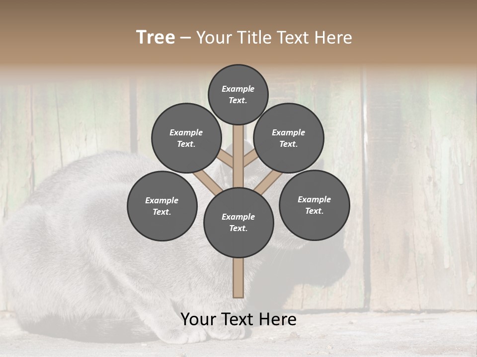 A Gray Cat Is Standing In Front Of A Wooden Fence PowerPoint Template