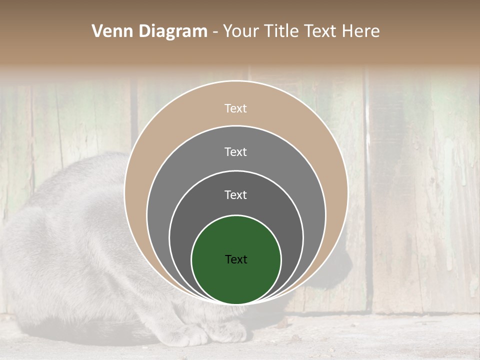 A Gray Cat Is Standing In Front Of A Wooden Fence PowerPoint Template