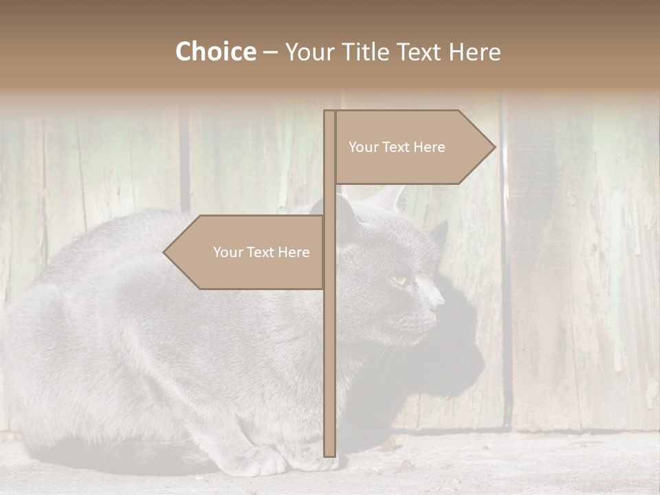 A Gray Cat Is Standing In Front Of A Wooden Fence PowerPoint Template
