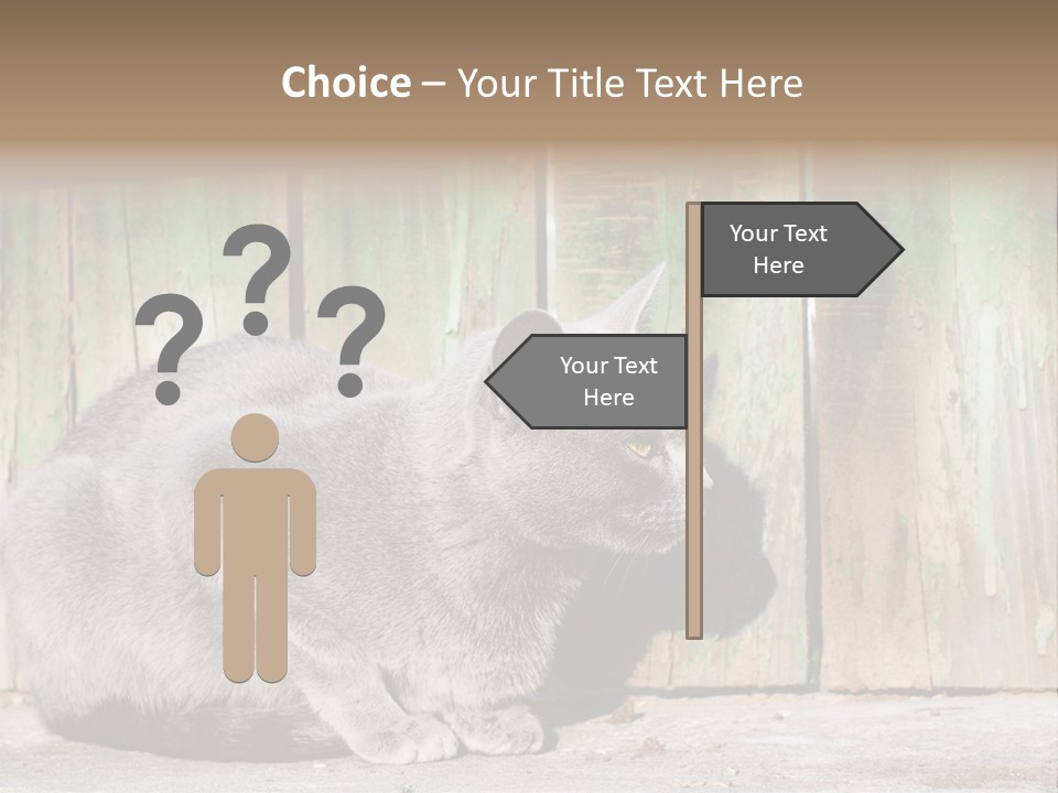 A Gray Cat Is Standing In Front Of A Wooden Fence PowerPoint Template