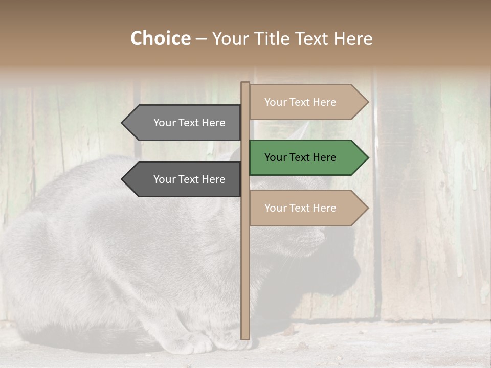 A Gray Cat Is Standing In Front Of A Wooden Fence PowerPoint Template