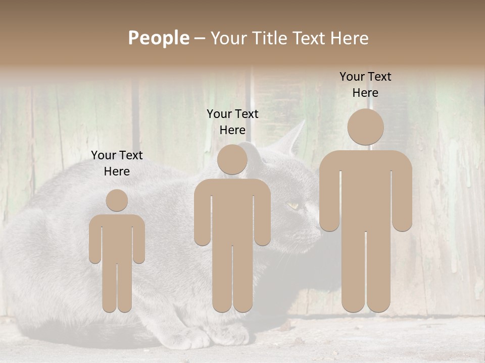 A Gray Cat Is Standing In Front Of A Wooden Fence PowerPoint Template