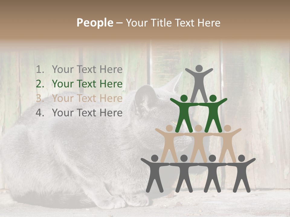 A Gray Cat Is Standing In Front Of A Wooden Fence PowerPoint Template
