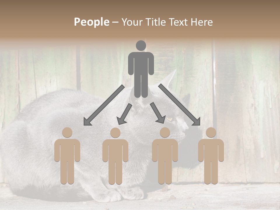 A Gray Cat Is Standing In Front Of A Wooden Fence PowerPoint Template