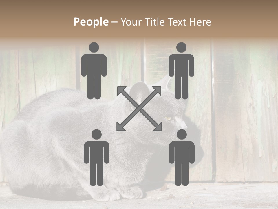 A Gray Cat Is Standing In Front Of A Wooden Fence PowerPoint Template